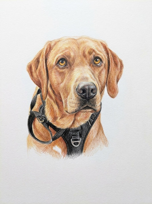 Colour-pencil portrait of a fox-red Labrador